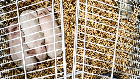 The piglets were being denied food and water and would have been allowed to starve to death.
