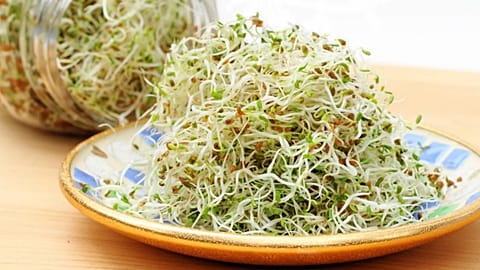 A plate of alfalfa sprouts and seeds is shown.