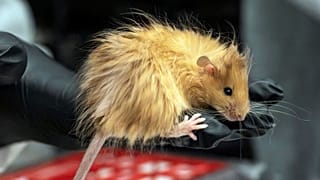 Woolly Mouse