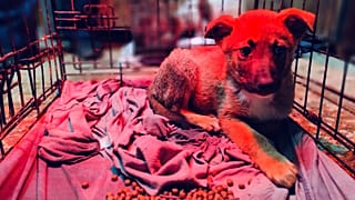 Animal Heroes, Batı Şeria'daki sokak hayvanları için yeni bir acil durum kliniği açıyor.