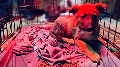 Η Animal Heroes εγκαινιάζει μια νέα κλινική έκτακτης ανάγκης για αδέσποτα ζώα στη Δυτική Όχθη.