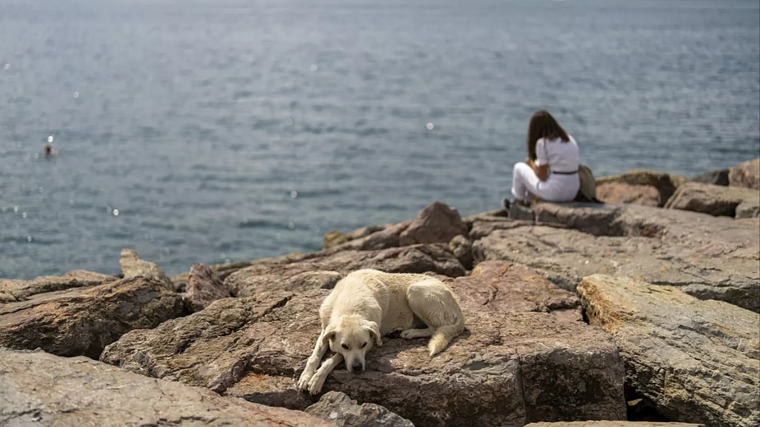FILE - A stray dog rests at Kadikoy sea promenade in Istanbul, Turkey, Saturday, July 6, 2024.