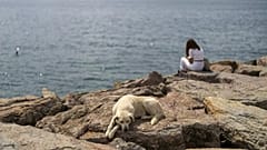 FILE - A stray dog rests at Kadikoy sea promenade in Istanbul, Turkey, Saturday, July 6, 2024.