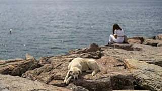 FILE - A stray dog rests at Kadikoy sea promenade in Istanbul, Turkey, Saturday, July 6, 2024.