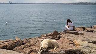 ARCHIVO - Un perro callejero descansa en el paseo marítimo de Kadikoy en Estambul, Turquía, sábado 6 de julio de 2024.