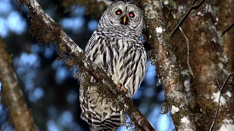 Trump's plan to kill hundreds of thousands of owls is met with budgetary concerns