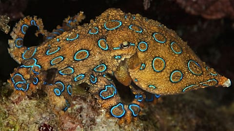 هشت‌پای حلقه‌آبی