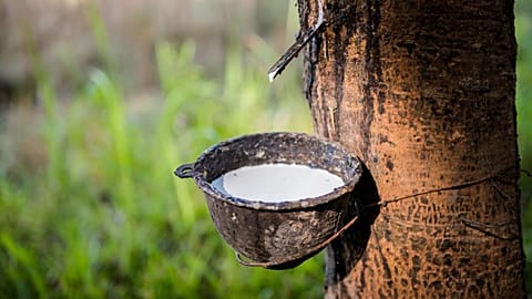 Rubber latex being extracted from a rubber tree.