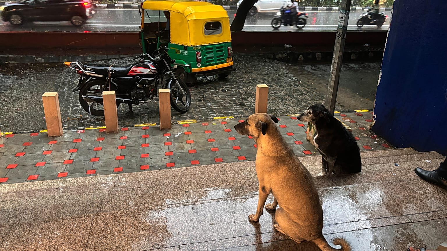 ARŞİV - Hindistan'ın başkenti Yeni Delhi'de işe gidip gelen yolcular ve sokak köpekleri, yağmurdan korunmak için bir metro istasyonuna sığınıyor, 13 Eylül 2024.