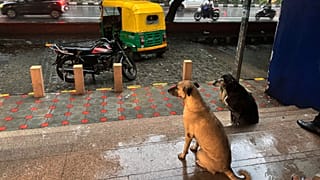 ARŞİV - Hindistan'ın başkenti Yeni Delhi'de işe gidip gelen yolcular ve sokak köpekleri, yağmurdan korunmak için bir metro istasyonuna sığınıyor, 13 Eylül 2024.