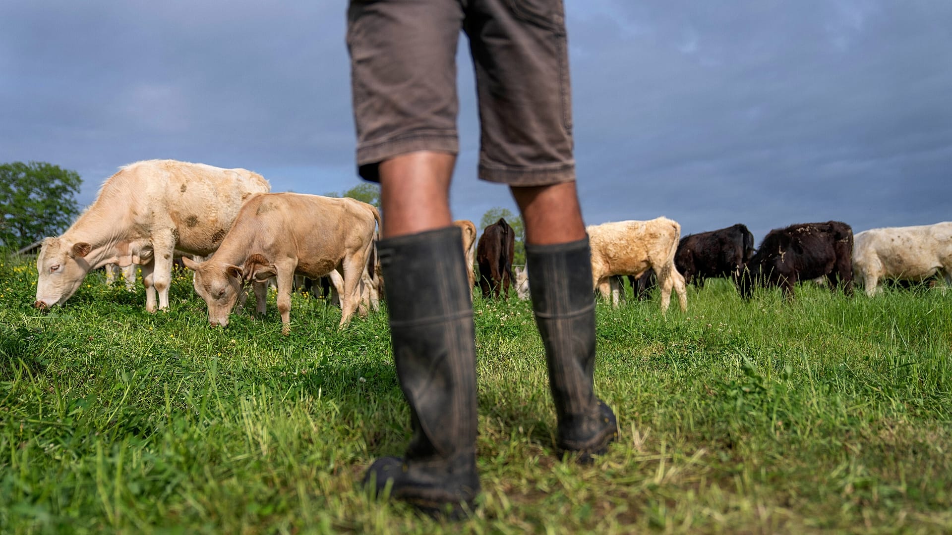 Gado a pastar num rancho em Lufkin, Texas.
