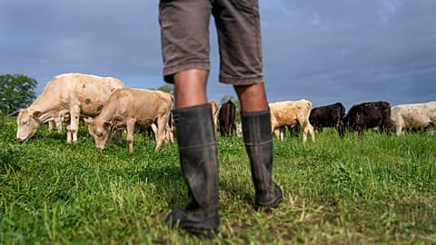 Cattle graze on a ranch in Lufkin, Texas.