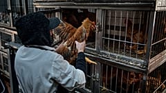 Ένας υπάλληλος αρπάζει κοτόπουλα προς σφαγή σε ένα κατάστημα στη Νέα Υόρκη τον Φεβρουάριο του 2025.