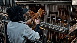 Um empregado pega em frangos para serem abatidos numa loja em Nova Iorque, em fevereiro de 2025.