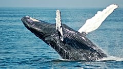 "Por su tamaño, las ballenas son capaces de hacer cosas que no hace ningún otro animal".