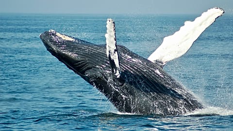Le balene, grazie alle loro dimensioni, garantiscono un impatto planetario positivo in termini di trasporto e distribuzione di elementi nutritivi