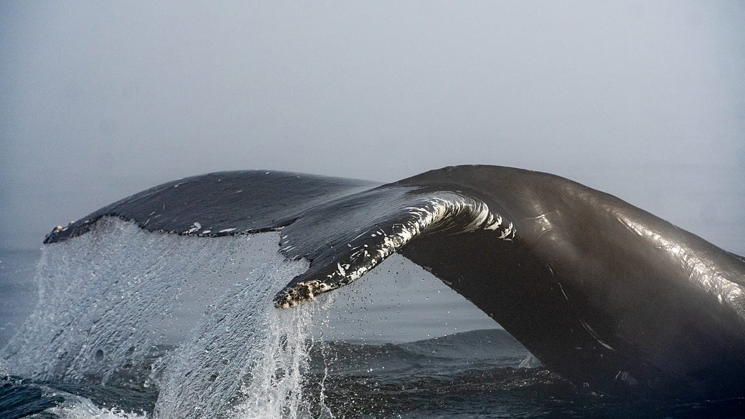 Urina das baleias transporta toneladas de nutrientes vitais para os oceanos