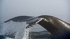Urina das baleias transporta toneladas de nutrientes vitais para os oceanos