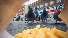 "Nettoyeurs de rue" par Ben Lucas