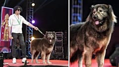 Dünyanın en pahalı köpeği 5,3 milyon Euro'ya satıldı 
