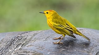 A yellow warbler sits on the back of a Galápagos tortoise