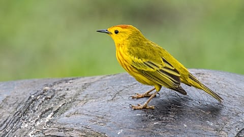 A yellow warbler sits on the back of a Galápagos tortoise