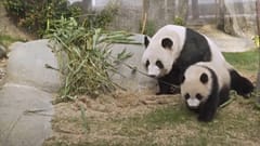 Riesenpanda-Mama Ying Ying und ihre Jungtiere kuscheln und spielen vor den Medienkameras im Ocean Park.