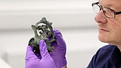 Un vasto tesoro de la Edad de Hierro, compuesto por más de 800 objetos, podría modificar nuestra comprensión de la vida en Gran Bretaña hace 2.000 años.
