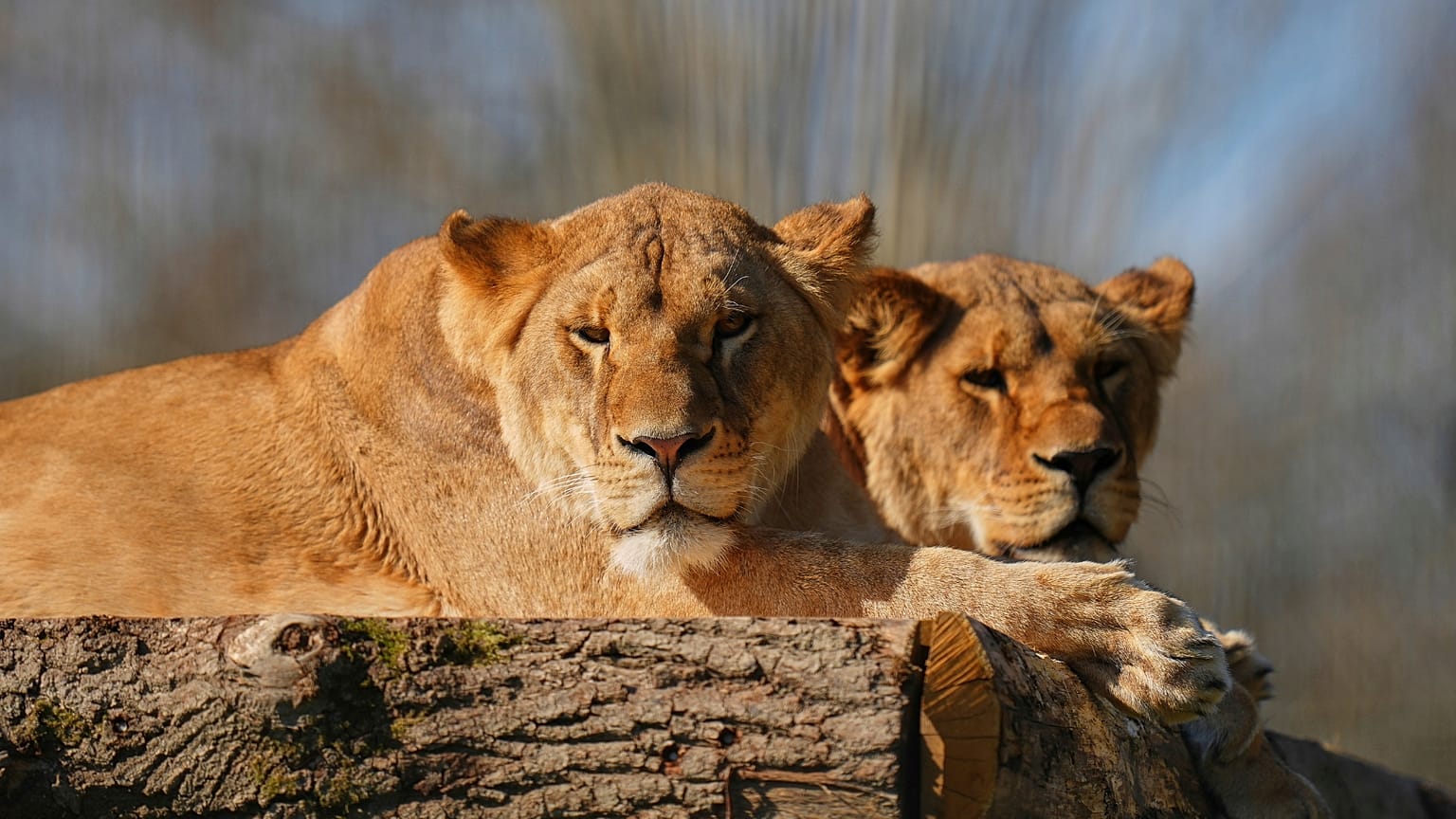 Les sœurs lionnes Amani et Lira ont été sauvées d'Ukraine. 
