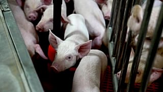 Des porcelets génétiquement modifiés se rassemblent dans une ferme de recherche aux États-Unis en 2024.