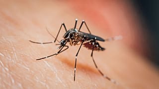 Según uno de los investigadores, "una forma de detener la propagación de enfermedades transmitidas por insectos es hacer que la sangre de animales y humanos sea tóxica". 