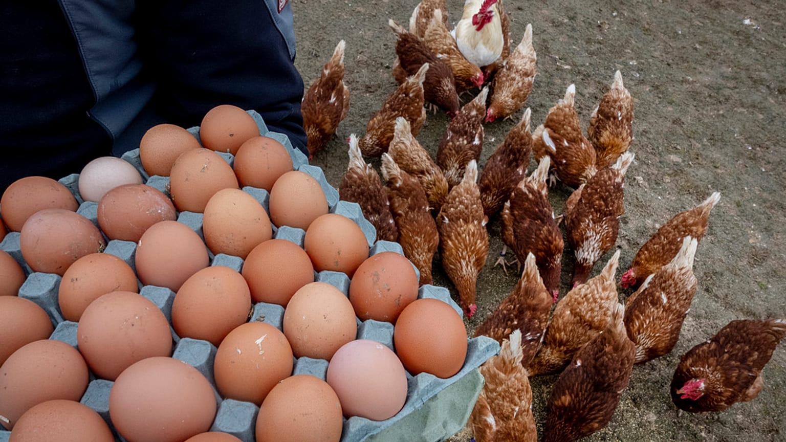 Un agriculteur présente les œufs de ses poules à Wehrheim, près de Francfort, en Allemagne, le mercredi 26 mars 2025. 