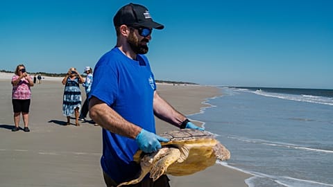 Sea turtles returned to the Atlantic Ocean off Florida after rehabbing in Missouri