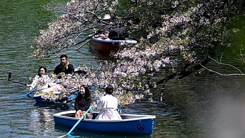 FILE PHOTO - People ride boat near the cherry blossoms in full bloom at the Chidorigafuchi palace moat in Tokyo Wednesday, April 10, 2024.