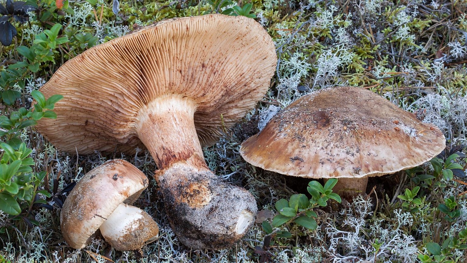 Tricholoma colossus ya da 'dev şövalye' - IUCN'nin kırmızı listesindeki 1.300 türden biri.
