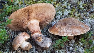 Tricholoma colossus ya da 'dev şövalye' - IUCN'nin kırmızı listesindeki 1.300 türden biri.