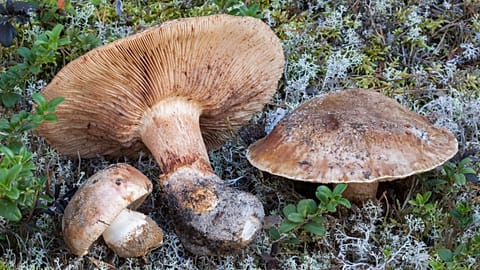 Tricholoma colossus or the 'giant knight' - one of 1,300 species on the IUCN's red list.