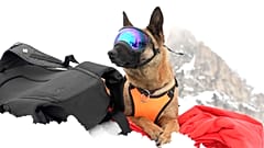 SCREENSHOT - Zen, der 5-jährige Border Collie, und der alpine Retter Paolo Sbisa nehmen Position für eine Trainingseinheit, Cortina d'Ampezzo, Italien, 25. März 2025