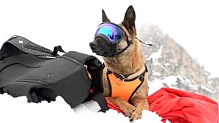 SCREENSHOT - Zen, der 5-jährige Border Collie, und der alpine Retter Paolo Sbisa nehmen Position für eine Trainingseinheit, Cortina d'Ampezzo, Italien, 25. März 2025