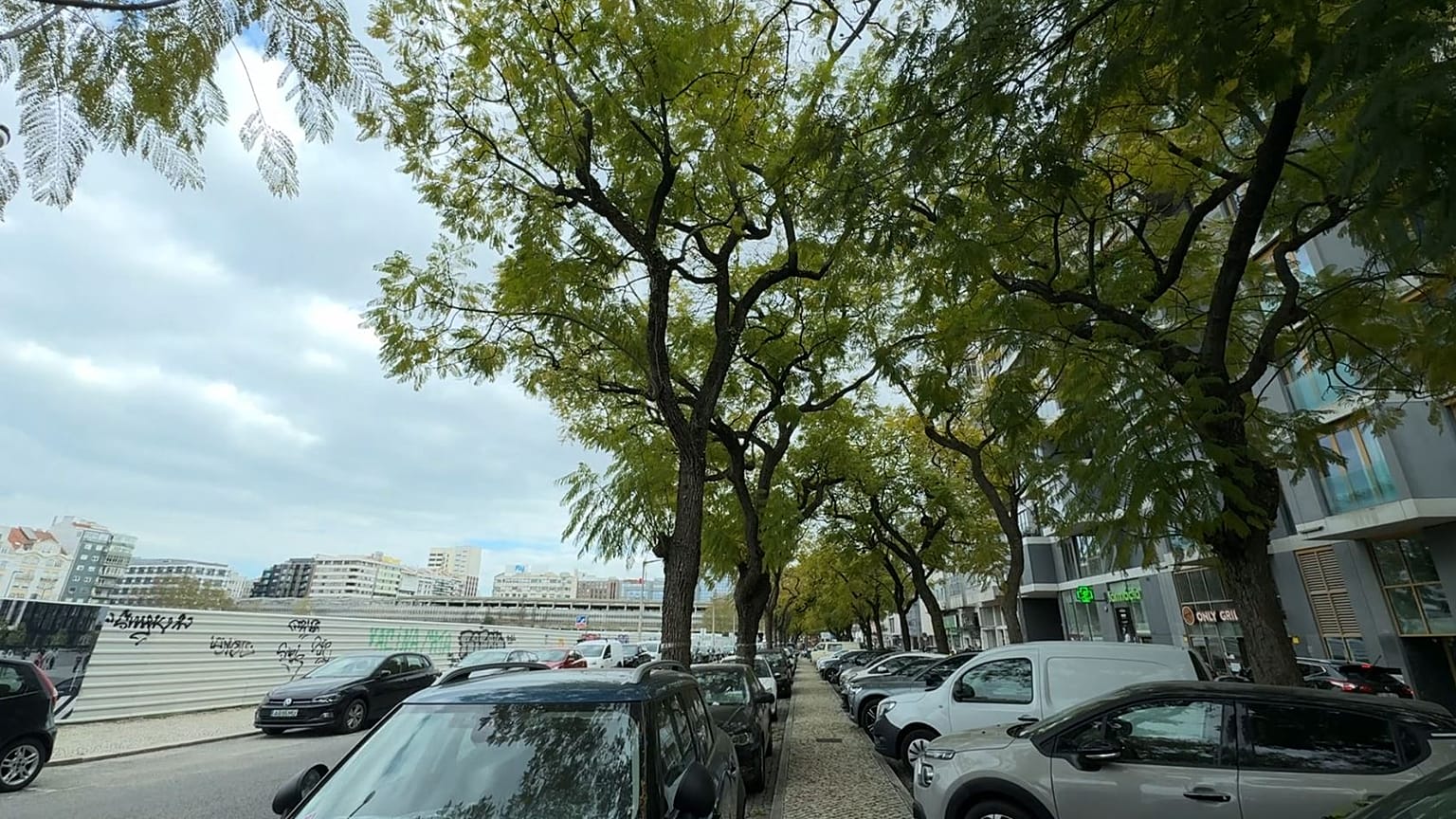 Die Jacaranda-Bäume in der Avenida 5 de Outubro, die Gegenstand der Maßnahme sein werden 