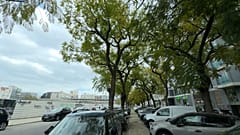 Die Jacaranda-Bäume in der Avenida 5 de Outubro, die Gegenstand der Maßnahme sein werden 