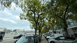 Les jacarandas qui feront l'objet d'une intervention sur l'Avenida 5 de Outubro