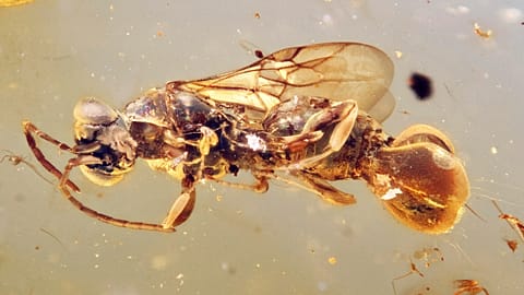 زنبور باستانی