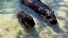 BILDSCHIRMABFANG - Vom Aussterben bedrohtes Zwergflusspferd-Baby feiert Freiluftdebüt im Zoo von Virginia