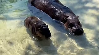 CAPTURE D'ÉCRAN - Un bébé hippopotame pygmée en danger fait ses débuts en plein air au zoo de Virginie