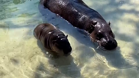 CAPTURE D'ÉCRAN - Un bébé hippopotame pygmée en danger fait ses débuts en plein air au zoo de Virginie