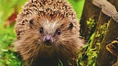 Jeże okazują się być ważnymi strażnikami stanu lokalnego środowiska.