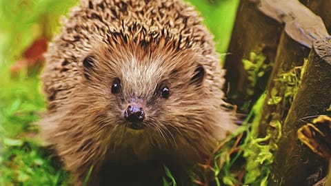 Hedgehogs are proving to be important sentinels of the state of the local environment.