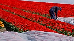 Los agricultores utilizan tela acrílica para el aislamiento y cultivar tulipanes antes en la temporada cerca de Lisse, Países Bajos, el miércoles 2 de abril de 2025.
