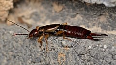 La tijereta es una de las especies de insectos menos conocidas.